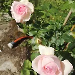 ベッド・アンド・ブレックファスト Un Coin De Paradis En Dordogne