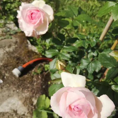 לינה וארוחת בוקר Un Coin De Paradis En Dordogne